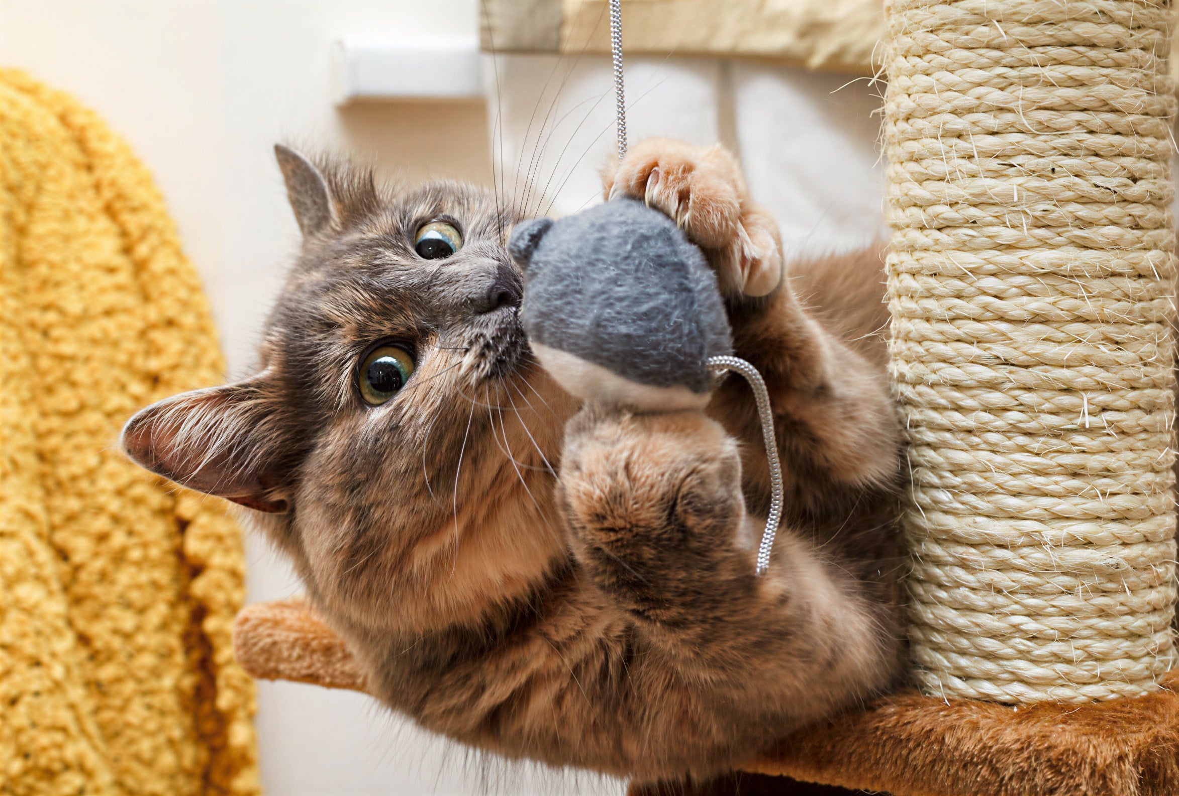 For Cats