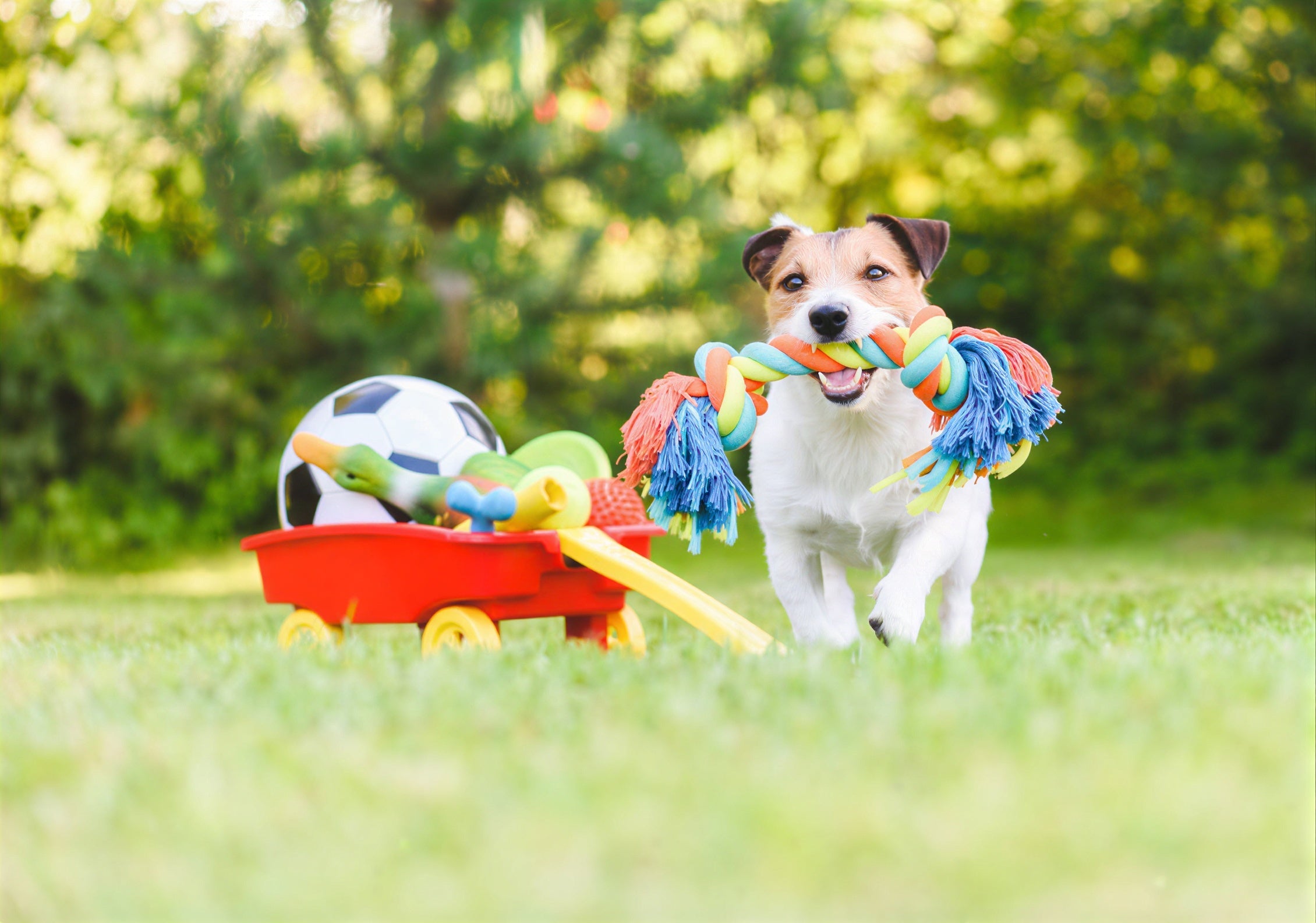 For Dogs