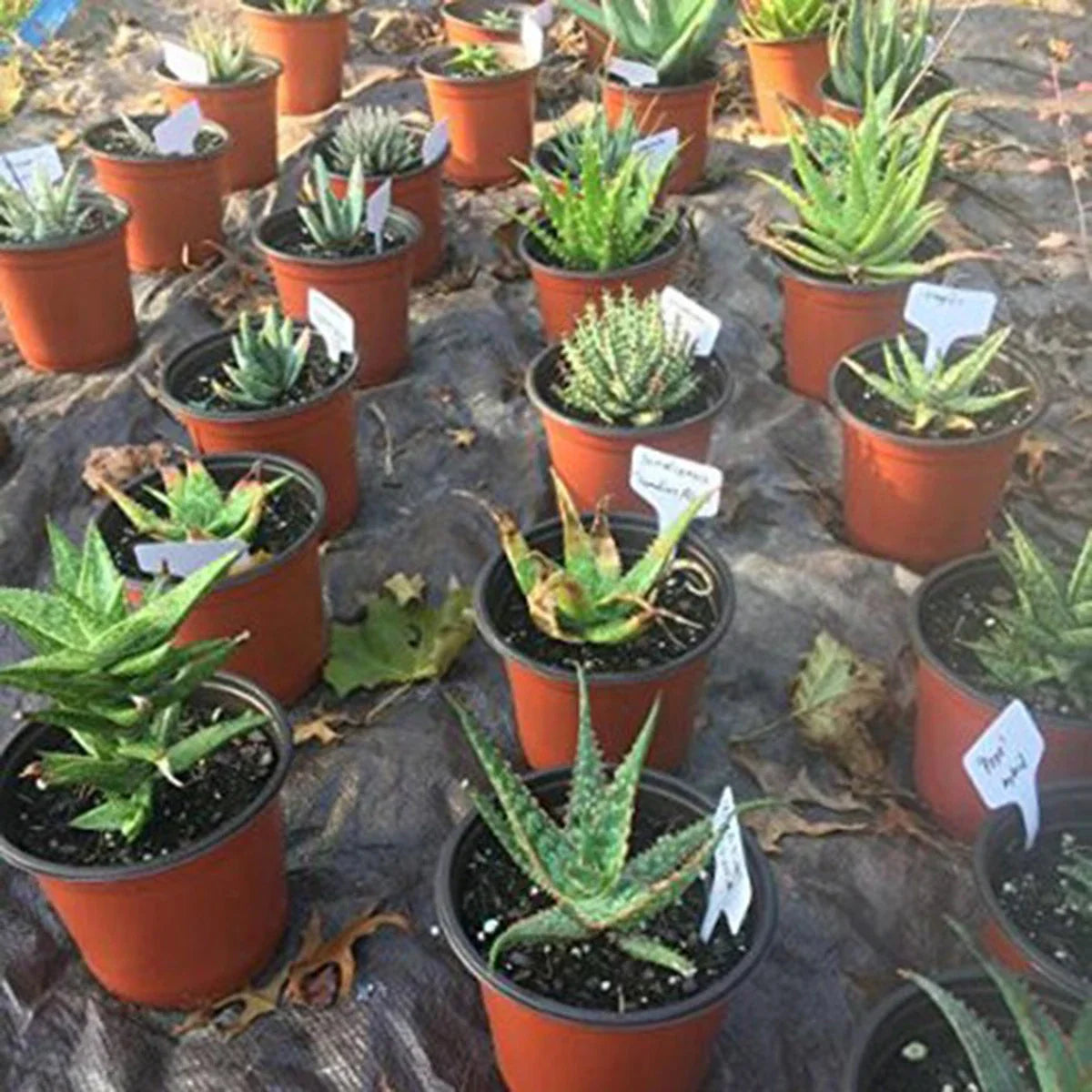 PotTag™ T-Shape Garden Labels